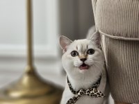 British Shorthair Malzemeleri İle Birlikte