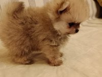 Ömürlük Irk Garantili Pomeranianlar