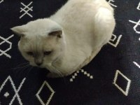 4 yasında erkek kedimiz