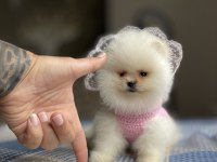 Ayı Surat Pomeranian Boo Köpekler