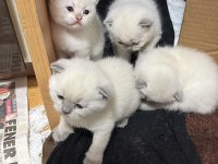 Yavru kedilerimiz yeni yuvalarını arıyorlar