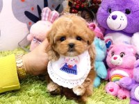 Kalitesi̇ tartışılmaz düzeydeki̇ toy poodle bebekler