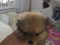 Pomeranian bu kadar uyguna imkansız