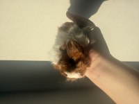 Yeni Doğmuş 2 Haftalık Yavru Guinea Pig