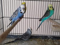 10 Tane Kırma Muhabbet Kuşu