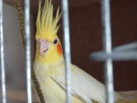 Satılık sultan papağanı ister tek ister çift