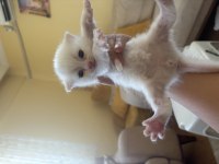 British Bebek British Shorthair Kediler