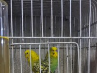 Renk Güzeli Takım Muhabbet Kuşlar