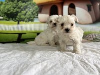 Maltese Yavru Köpekler