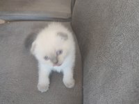 Yeni Yuvalarına Hazır Kediler