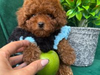 Özel Üretim Toy Poodle Yavrular