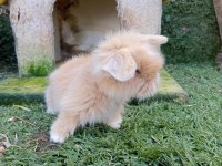 Hollanda Teddy Lop Tavşan Yavrularımız