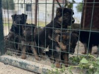 Alman Kurdu Yavru Köpekler