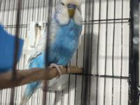 Jumbo erkek muhabbet kuşu