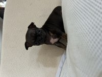 Ev ortamından son elma kafa küt burun bebek şivava