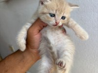 Tatlı Golden British Shorthair Yavrular