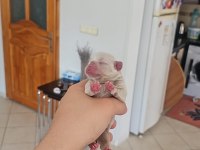 Dünyalar Güzeli French Bulldog Yavrularımız