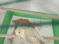 6 Aylık Erkek Muhabbet Kuşu