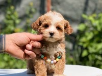 Maltipoo dişi köpeğimiz
