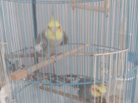 İki sultan papağanımı kafesle beraber