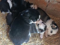 Sibirya Kurdu Yavrularım Mevcuttur