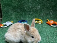 Tatlı Tavşan Yavruları İstanbul