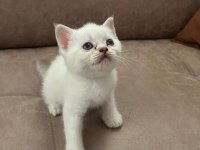 British shorthair bebeklerimiz yeni yuvalarını arıyor