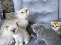 Blue Point Dişi Yavru British Shorthair
