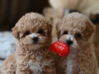 Oyun Arkadaşı Maltipoo Köpeklerimiz