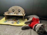 British Shorthair 1.5 Yaşında Dişi