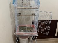 Dişi Sultan Papağanı Ve Kafesi