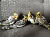 1 aylık sultan papağanı yavrularımız