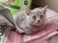 Safkan British Lilac Yavrular