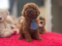 Safkan ırk ve sağlık garantili toy poodle