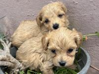 2 Aylık Poodle Yavrular İzmir