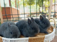 Hollanda Cüce Safkan Bir Aylık Tavşan Yavruları