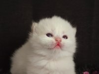 British Bebekler Üst Kalite Şampiyon Aile