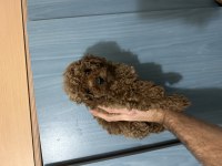 Toy Poodle Red Brown Bebeklerimiz Hazır