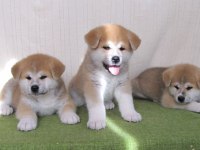Japon Akita İnu Yavruları