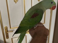 3 aylık full evcil jumbo alexander