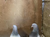 Takım sarı göz mardin güvercin