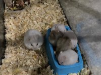 Hamster gonzales izmir buca