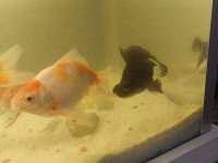 Balıklar Ve Akvaryum