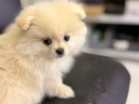 Pomeranian Erkek Aslan