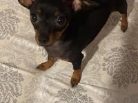 0 Numara Minyatür Pinscher Yavrular