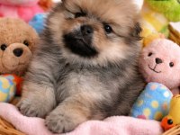 Pomeranian oğlum çok uygun