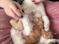 British shorthair cream tabby