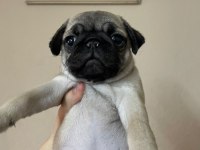 Pug Yavru Köpek