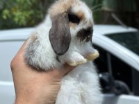 Hollanda cüce ve mini lop tavşanı yavrular her yere gönderim