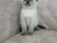 Ayı Surat Top Kafa Sıfır Kulak Scottish Fold Erkek Bebiş